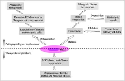 Mesenchymal Stem/Stromal Cells in Progressive Fibrogenic Involvement and Anti-Fibrosis <mark class="highlighted">Therapeutic Properties</mark>